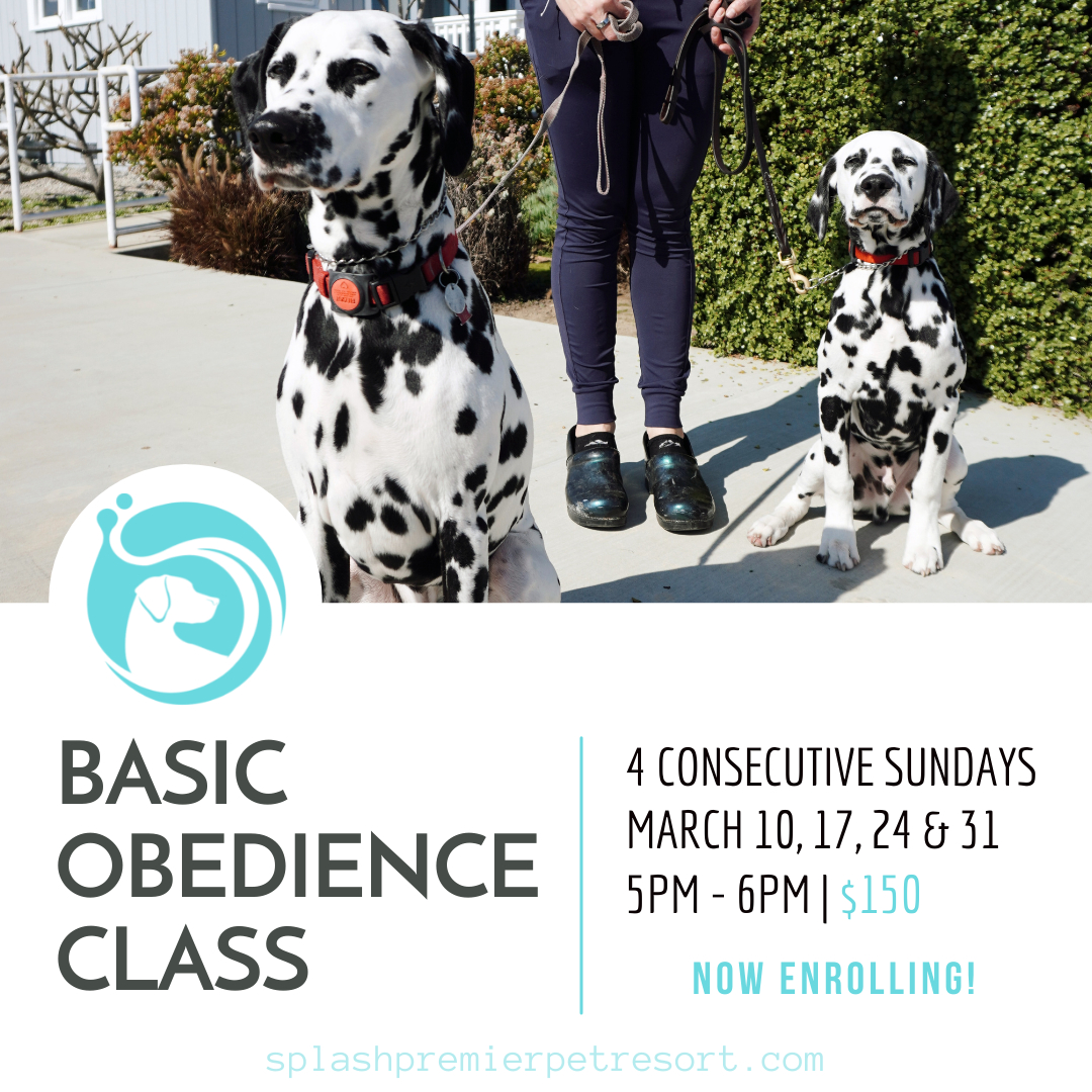 Splash Premier Pet Resort Huntington Beach Dog Daycare, Boarding & Training